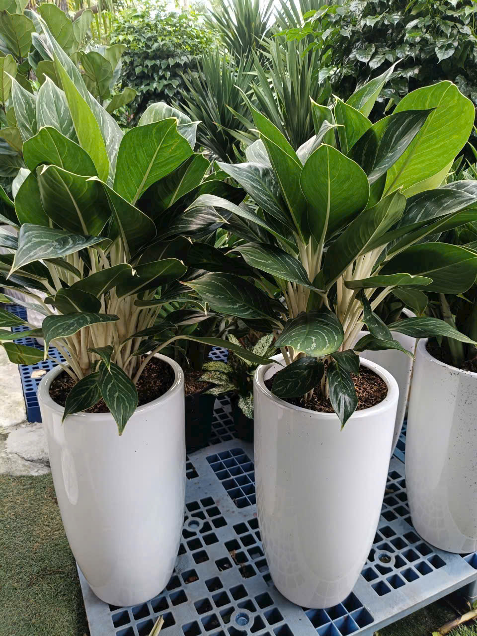 Chậu cây bạch mã hoàng tử- chậu men sứ trắng