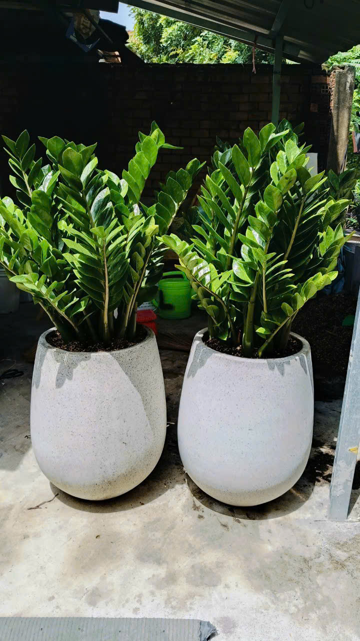 Cây kim tiền- chậu xi măng đá mài tặng khai trương