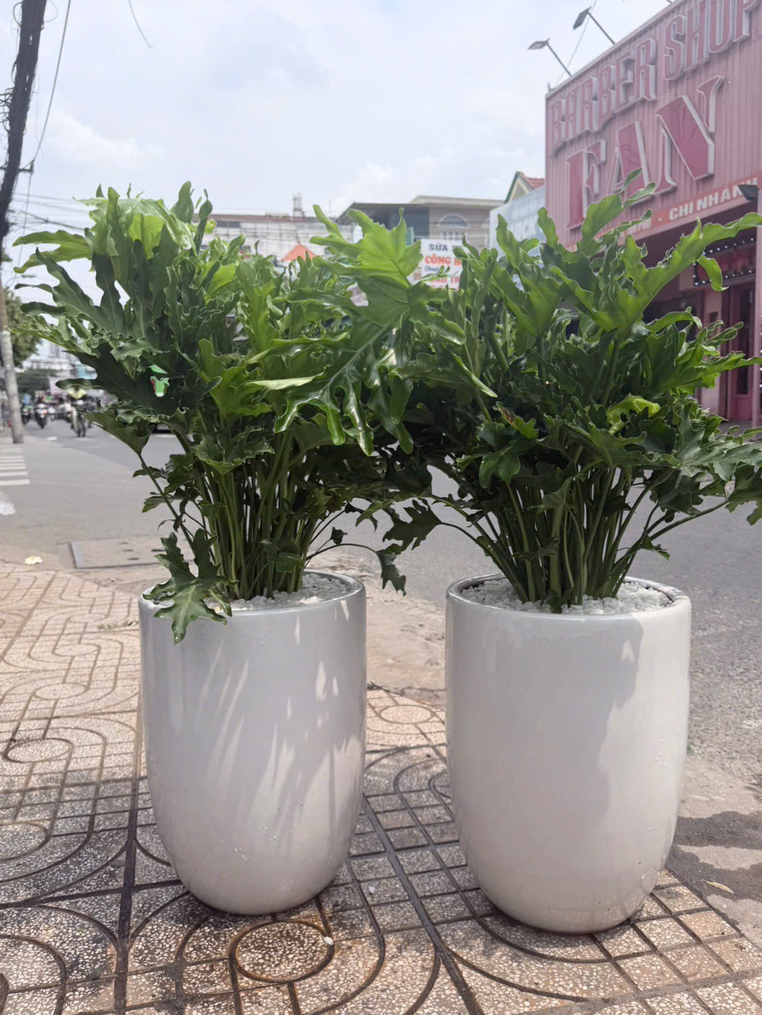 Cây trầu bà thanh xuân- chậu men sứ lớn tặng khai trương – Mẫu 61