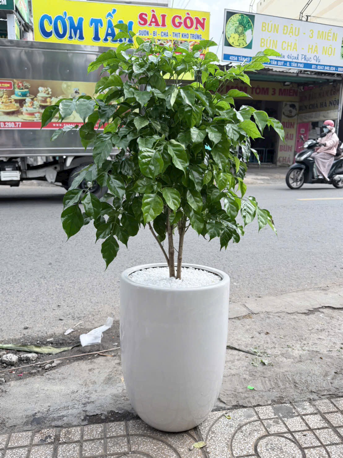 Chậu cây hạnh phúc 1 tầng tặng khai trương
