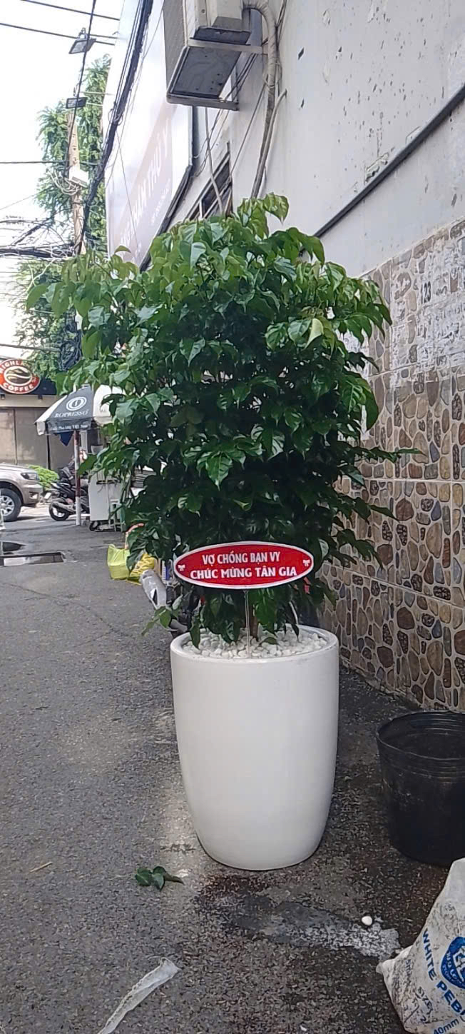 Chậu cây hạnh phúc tặng tân gia nhà mới