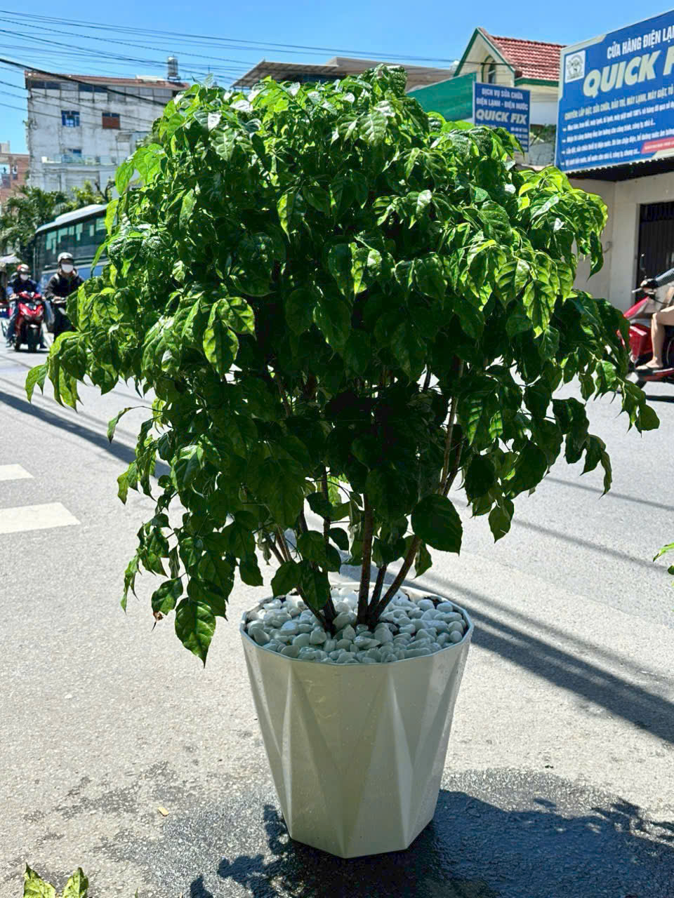 Cây hạnh phúc 1 tầng tặng khai trương – Mẫu 67
