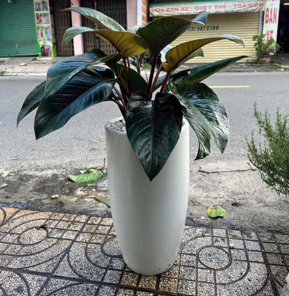 Cây trầu bà đế vương đỏ chậu sứ men bóng tặng khai trương – Mẫu 72