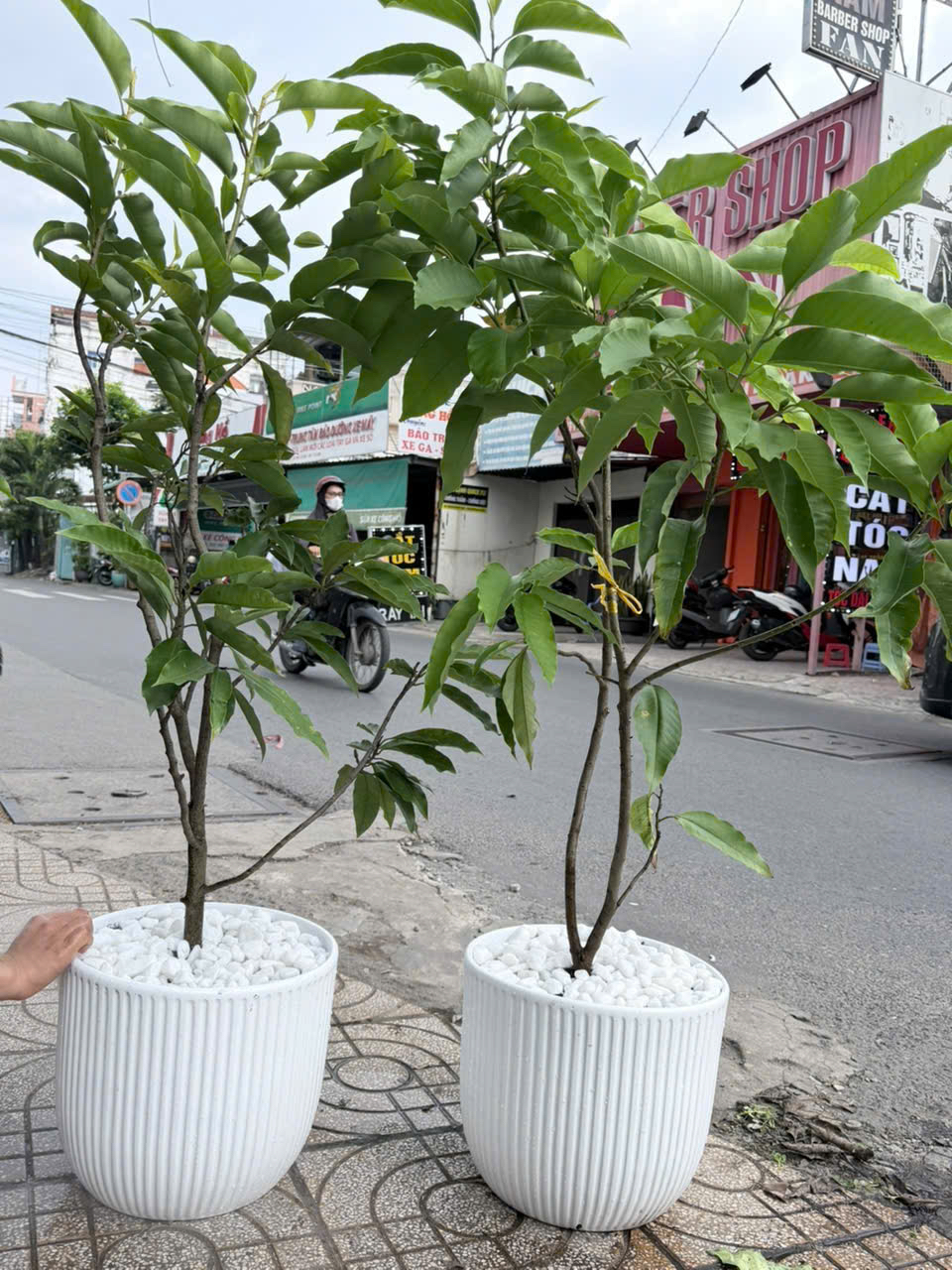 Cây ngọc lan chậu men sứ trắng – quà khai trương sang trọng – Mẫu 73