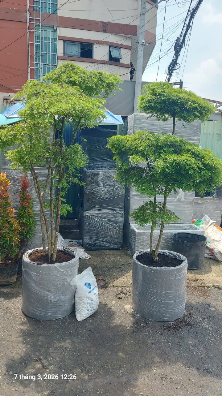 Cây Mai chiếu thuỷ nhiều tầng tán phong thủy chậu xi măng đá mài khai trương cửa hàng – Mẫu 74
