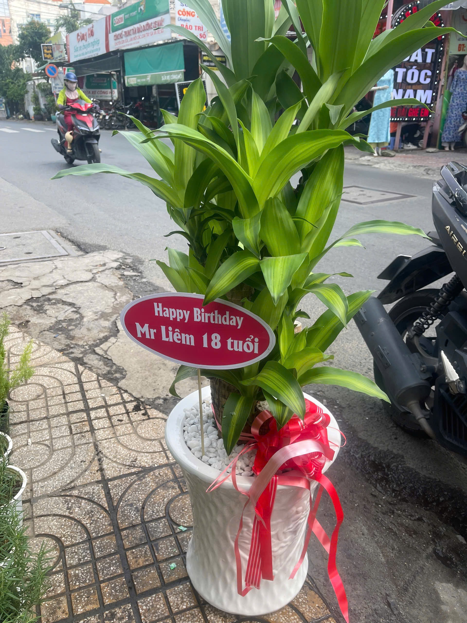 Cây phát tài bộ chậu trắng cao cấp tặng cửa hàng – Mẫu 76