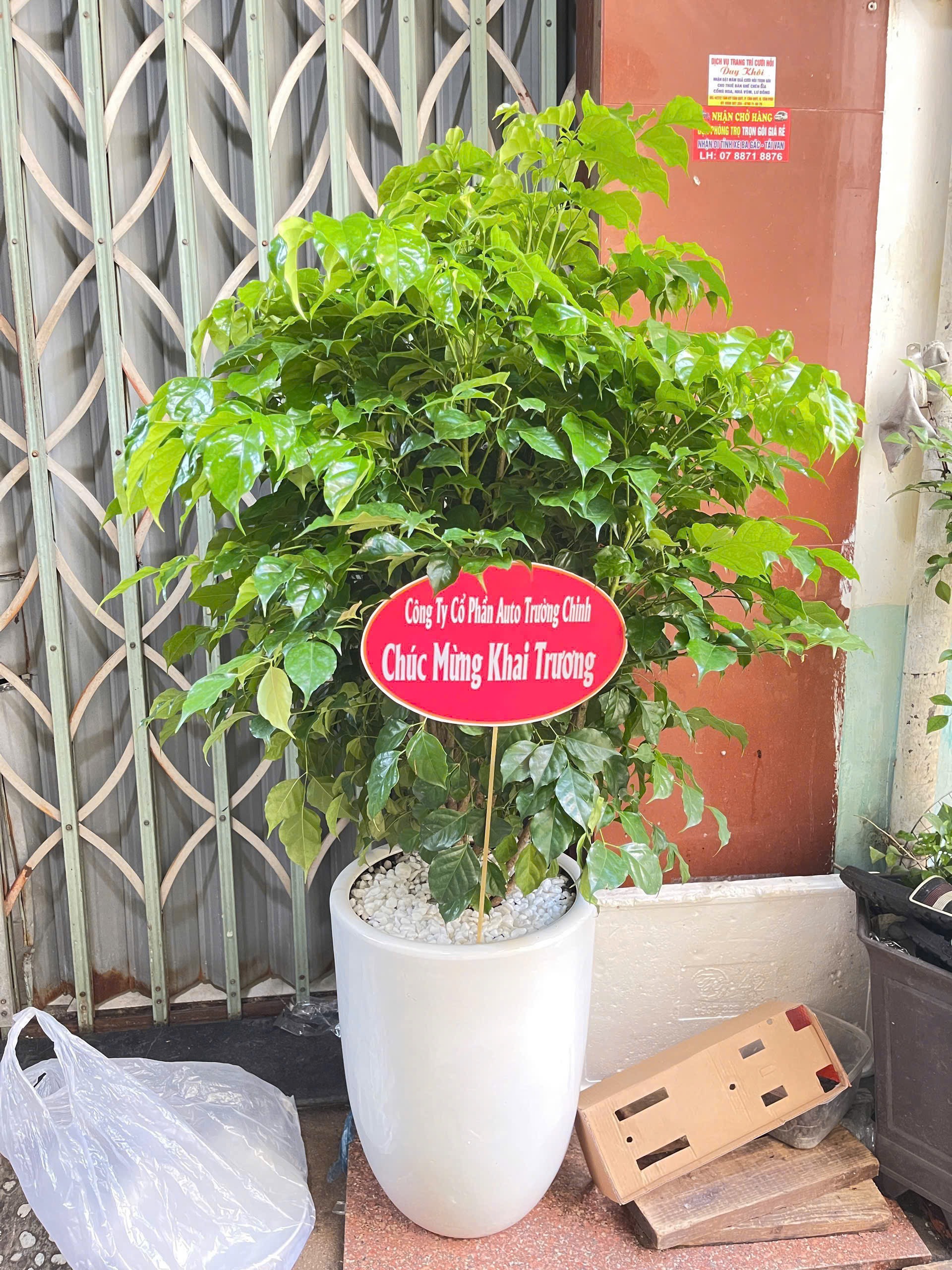 Cây hạnh phúc 1 tầng – chậu sứ trắng – Mẫu 77