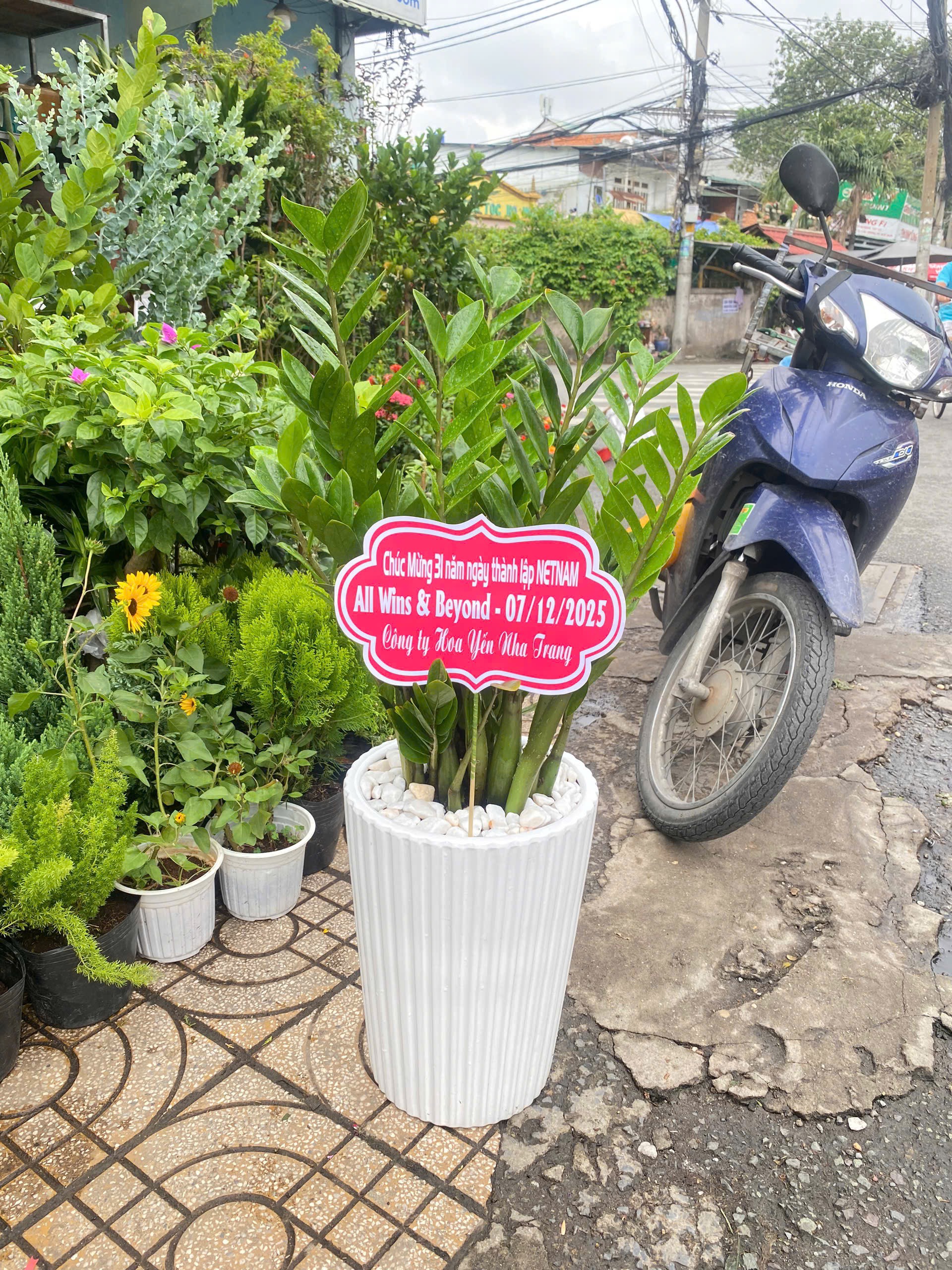 Cây kim tiền tặng khai trương cửa hàng mang lộc tài – Mẫu 78