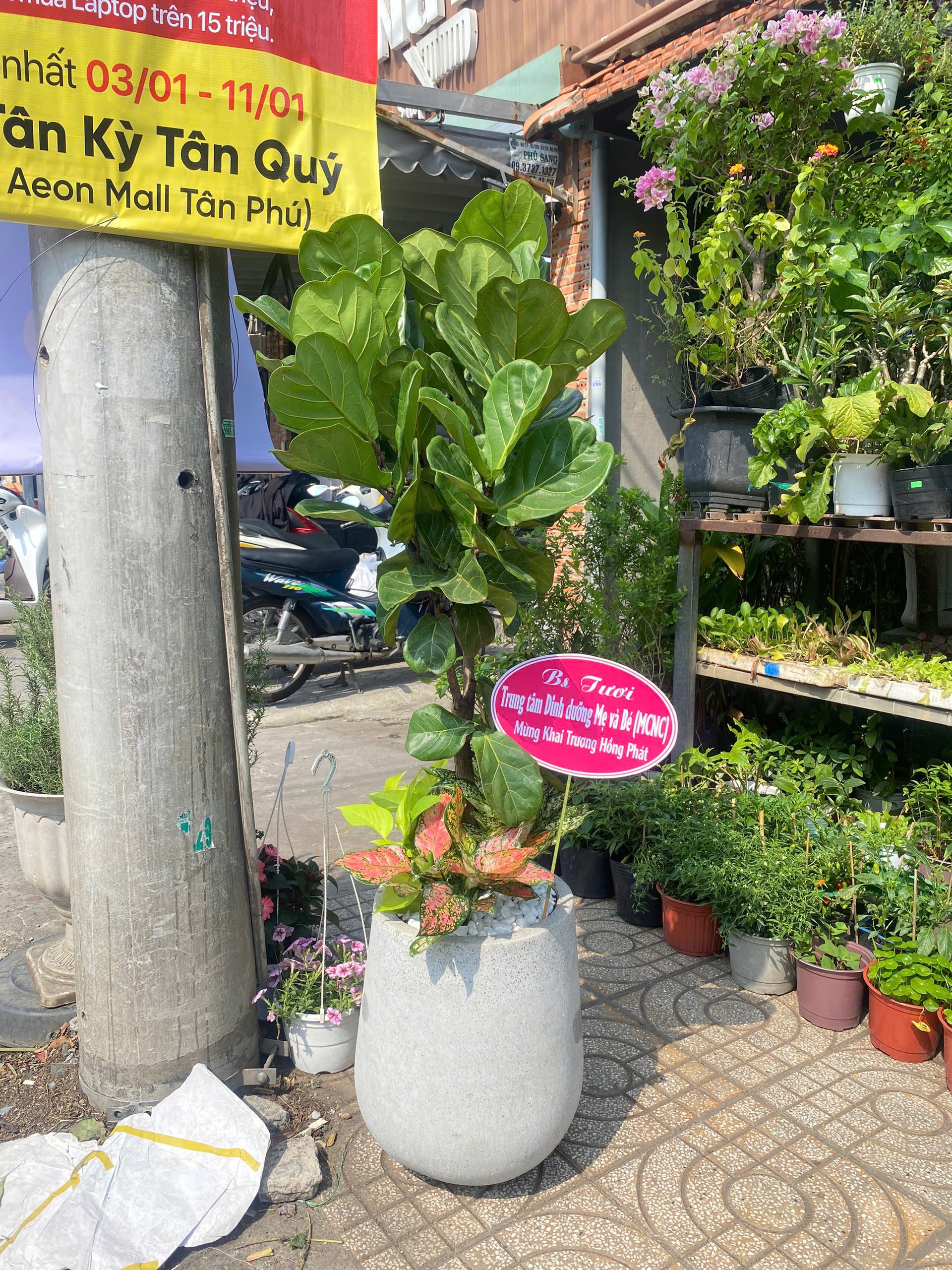 Cây bàng Singapore mix trầu bà-vạn lộc- chậu trắng mẫu mới – quà tặng khai trương – Mẫu 79