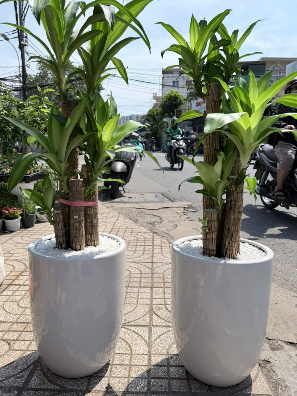 Cây kim tiền chậu trắng tặng khai trương cửa hàng – Mẫu 81