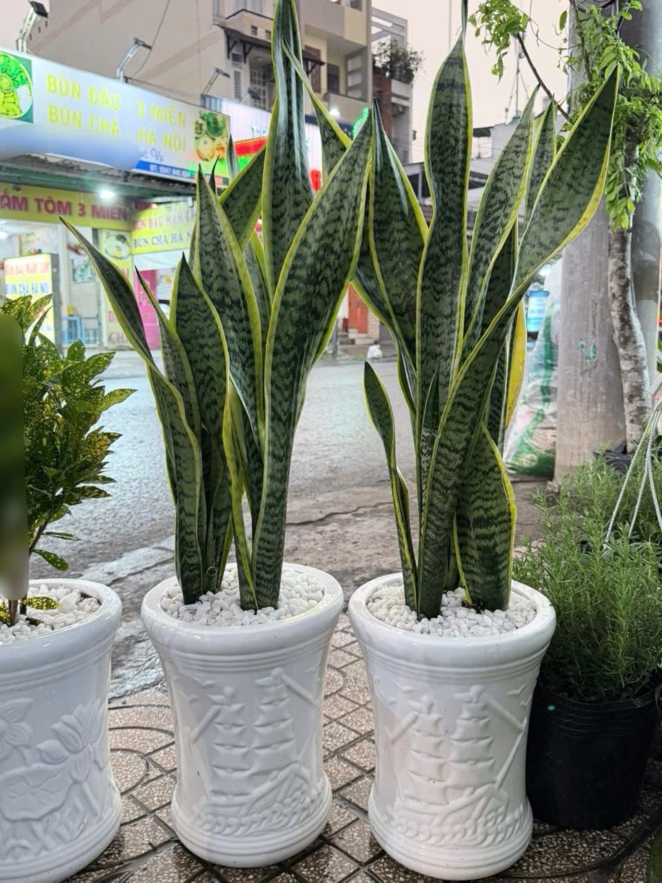 Cây phát tài chậu sứ sang trọng khai trương – Mẫu 82
