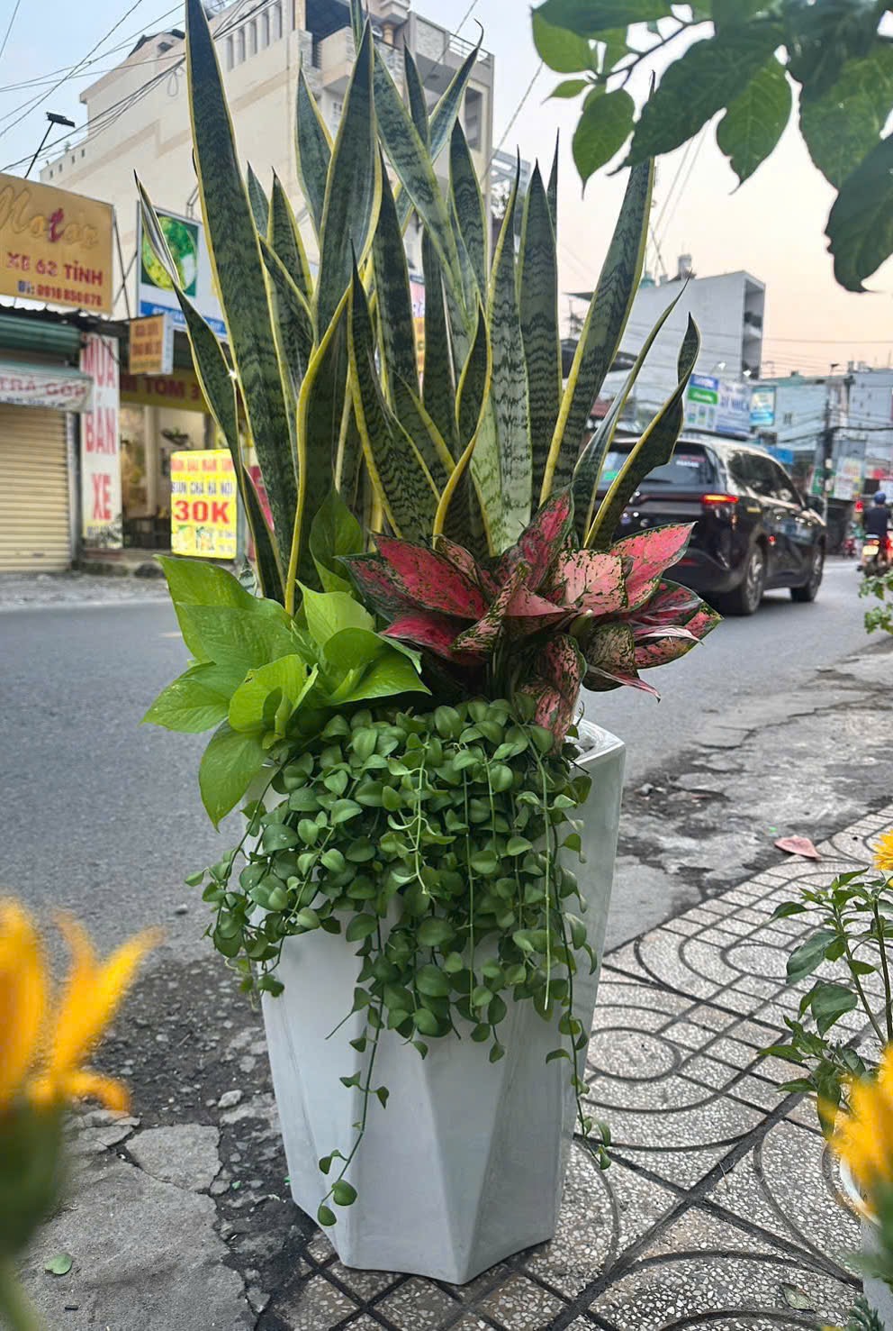 Cây lưỡi hổ mix trầu bà-vạn lộc-lan đôla chậu men sứ tặng cửa hàng mới khai trương – Mẫu 83