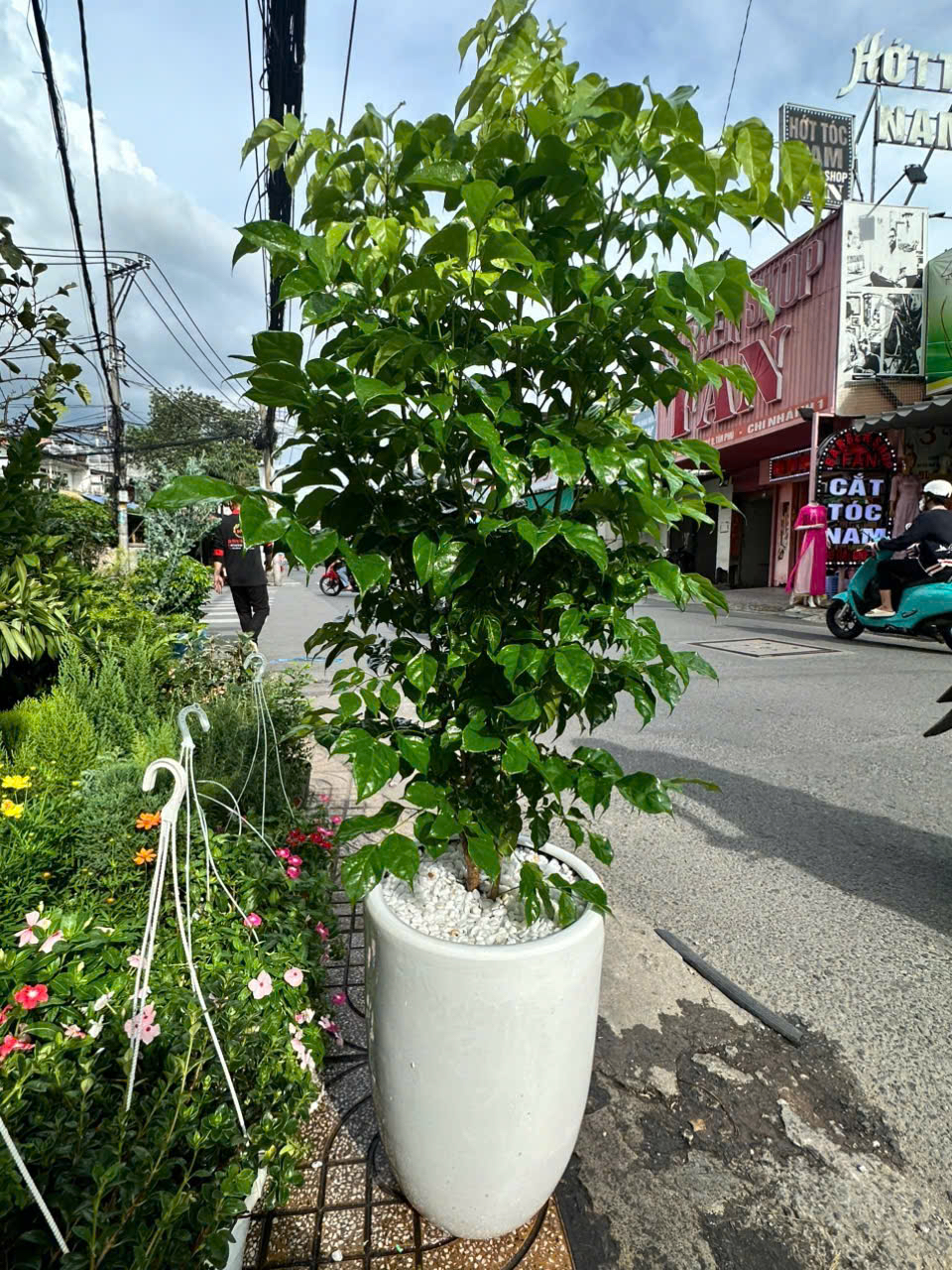 Cây hạnh phúc khai trương cửa hàng – chậu sứ cao cấp – Mẫu 84