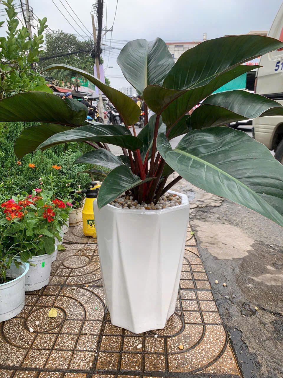 Cây trầu bà đế đỏ phong thủy tặng khai tài khoản cửa hàng – Mẫu 85