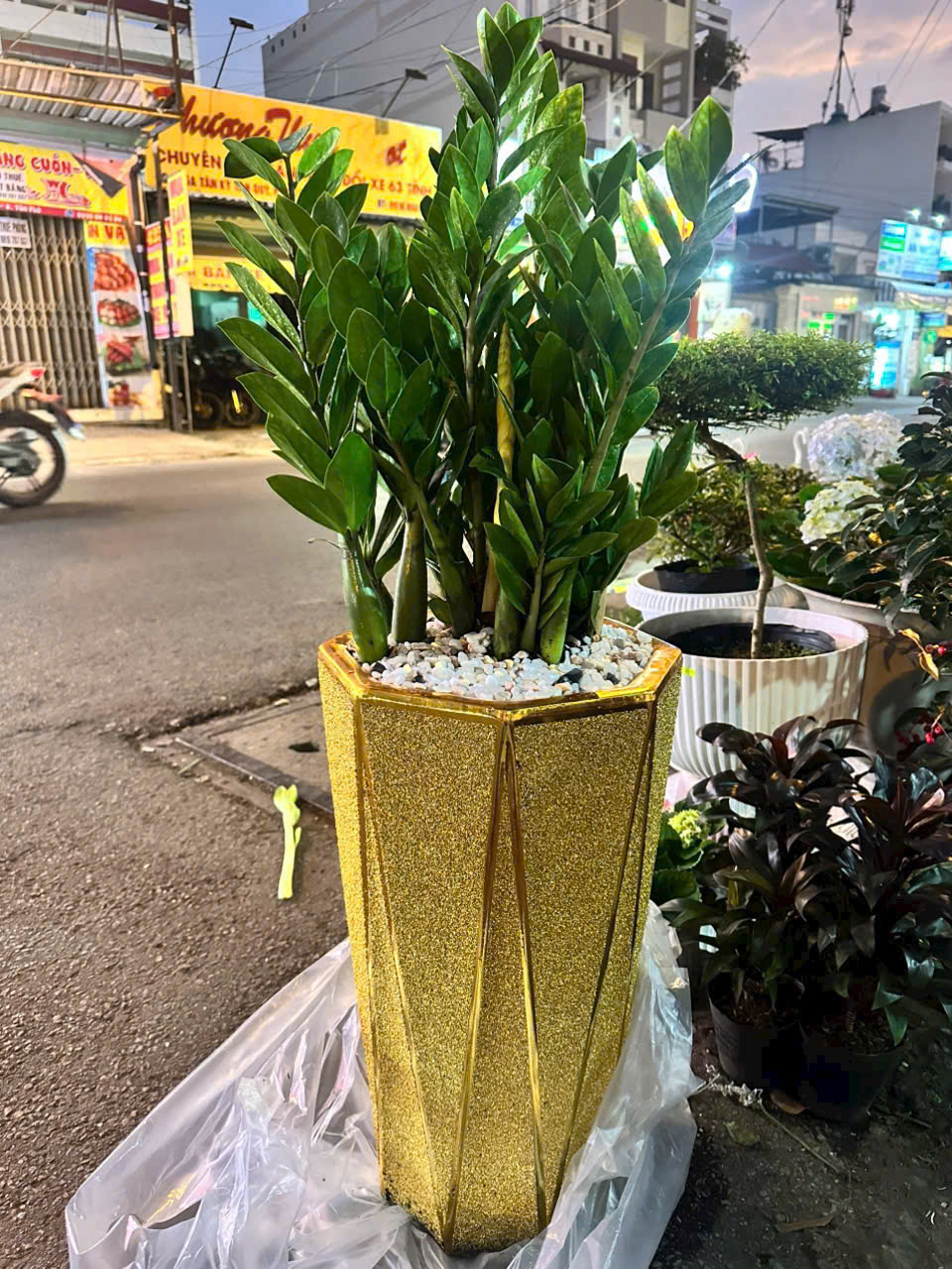 Cây kim tiền chậu sứ mạ vàng tặng cửa hàng khai trương – Mẫu 88