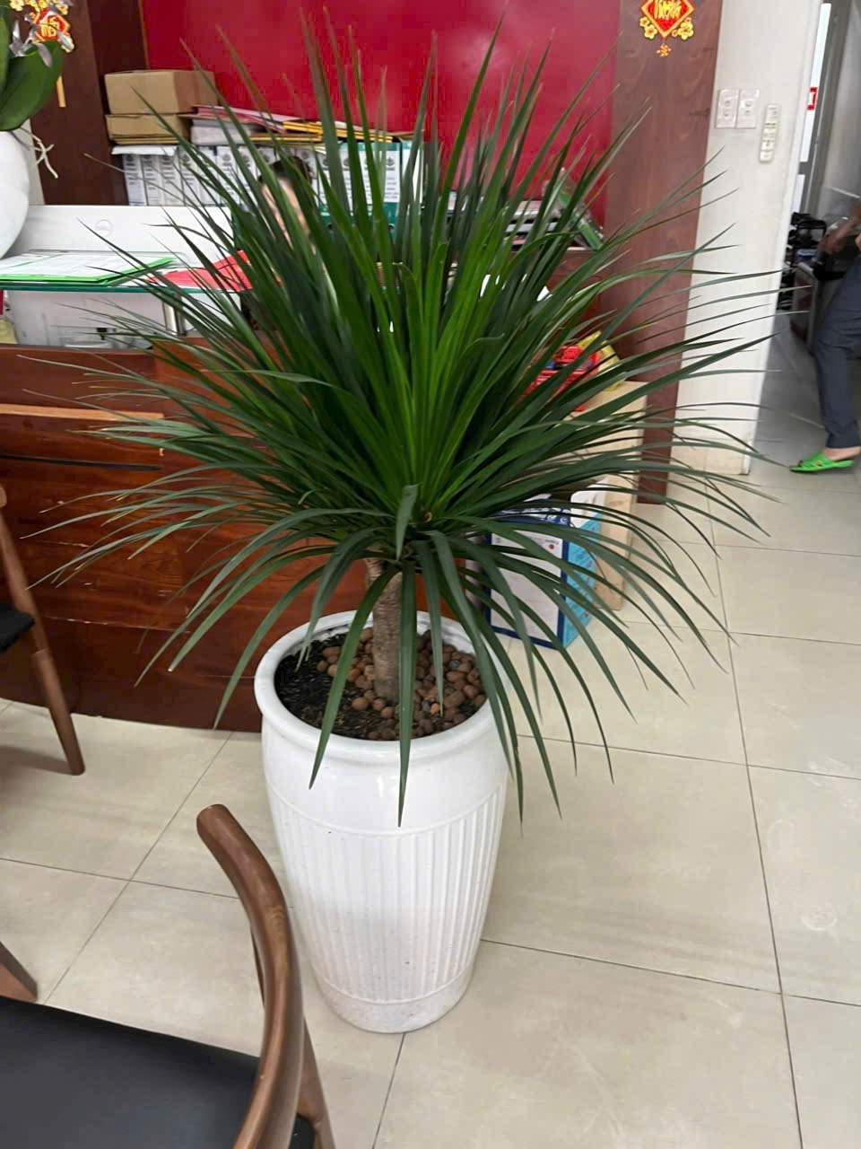 Cây phát tài núi chậu trắng – quà tặng khai trương ý nghĩa – Mẫu 90
