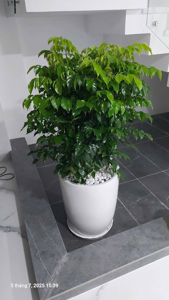 Cây kim tiền chậu đứng tặng cửa hàng mới – Mẫu 91