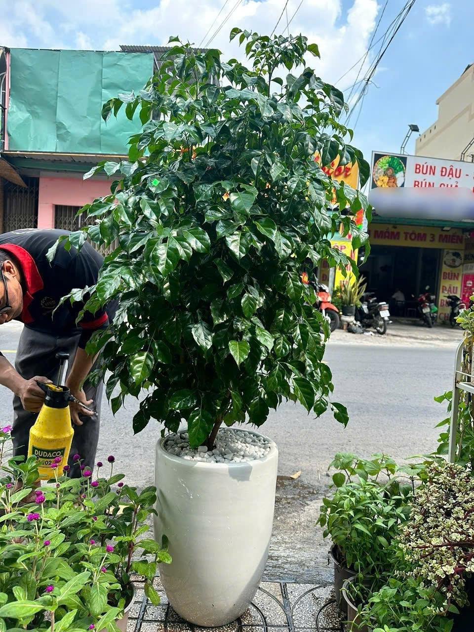 Cây hạnh phúc 1 tầng chậu men sứ trắng – quà khai trương sang trọng – Mẫu 93