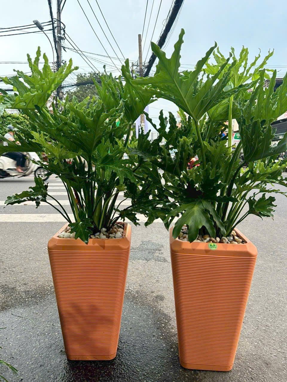 Cây trầu bà thanh xuân phong thủy chậu gốm khai trương cửa hàng – Mẫu 94