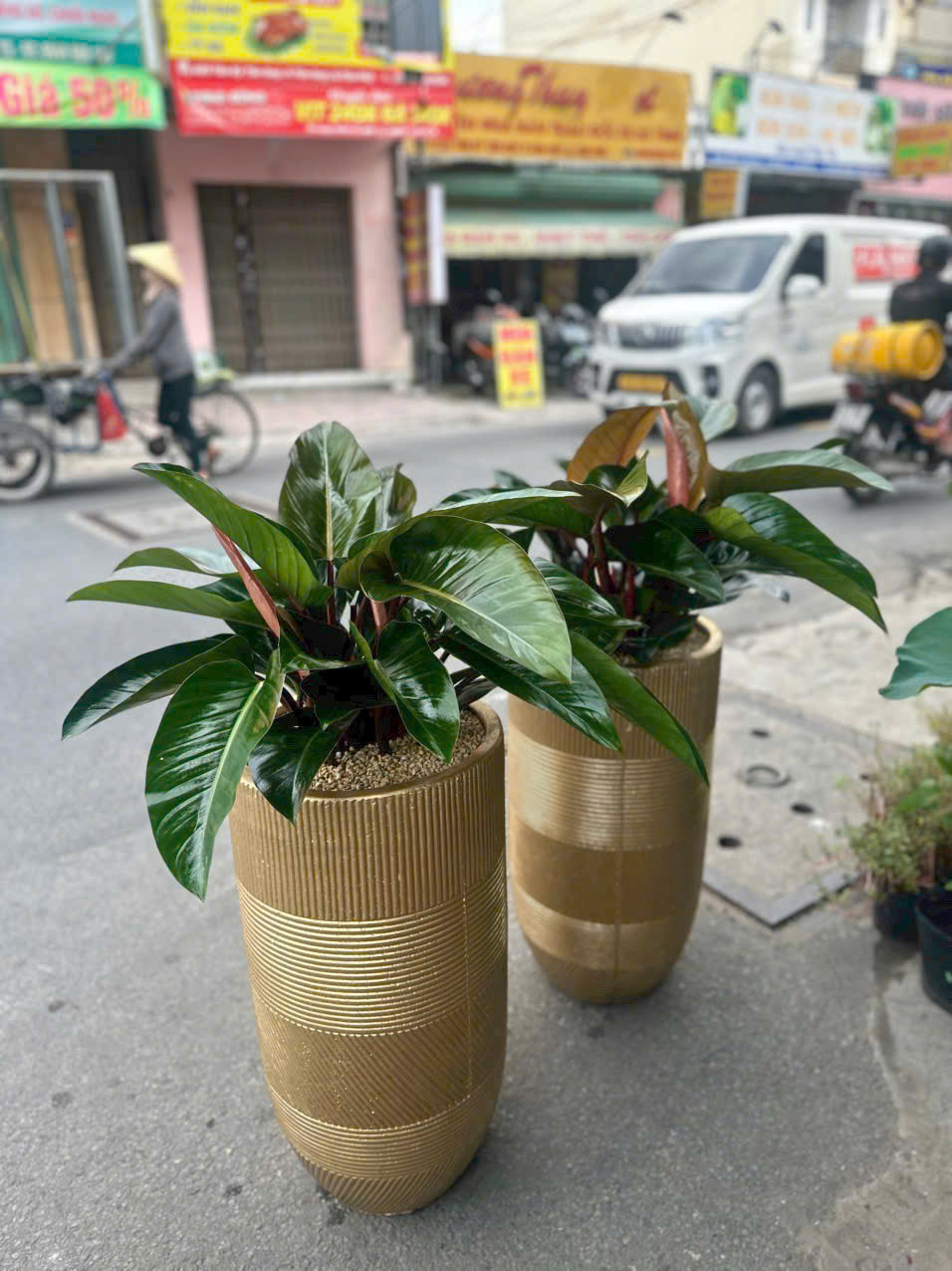 Cây trầu bà đế vương đỏ chậu sứ khai tài – Mẫu 95