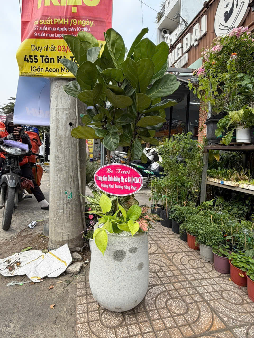 Cây bàng Singapore mix trầu bà vàng-vạn lộc– chậu sứ trắng – Mẫu 97