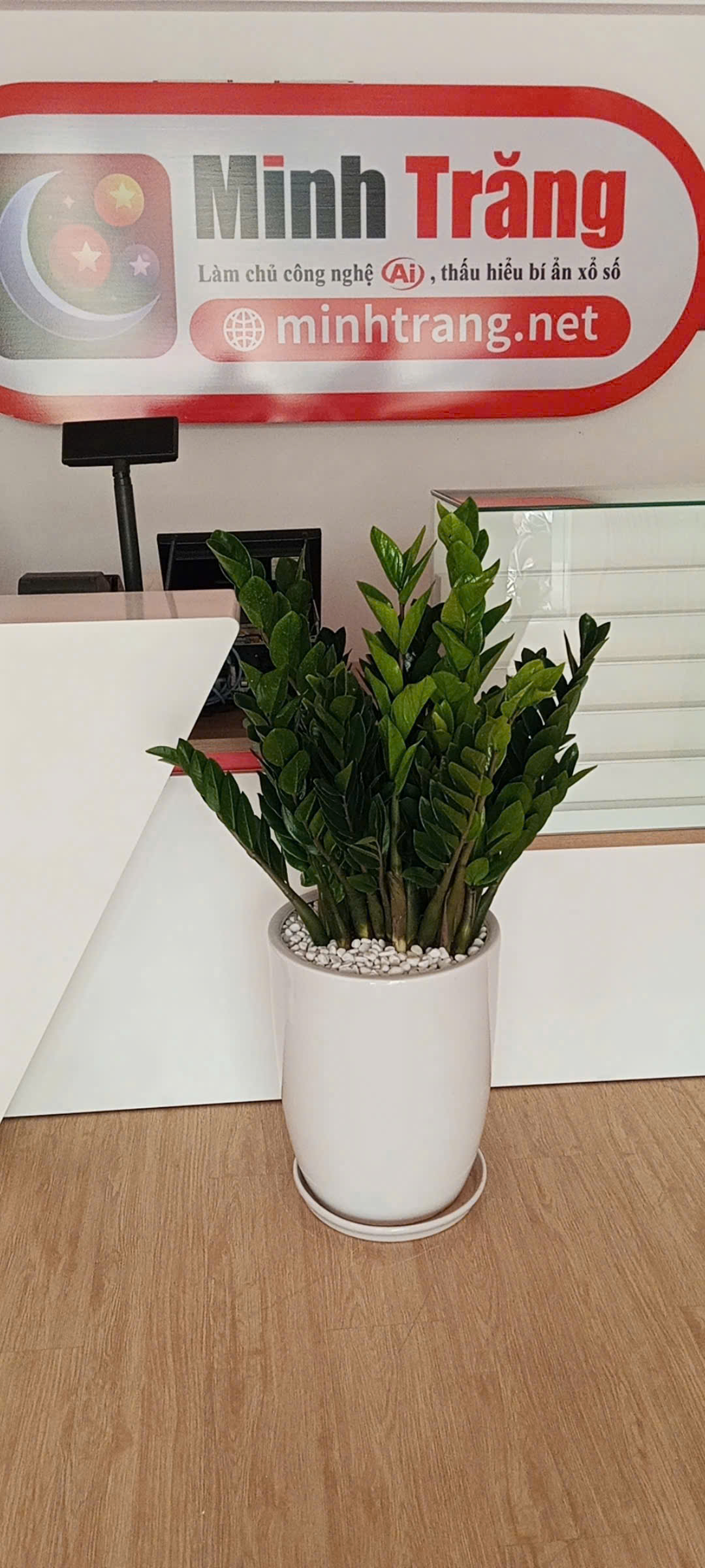 Cây kim tiền chậu sứ sang trọng khai tài – Mẫu 102