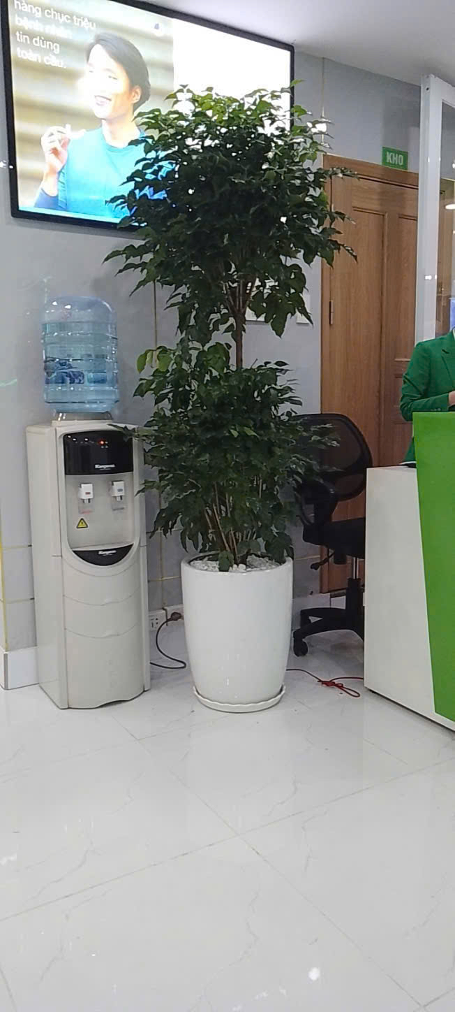 Cây hạnh phúc 2 tầng chậu men sứ tặng cửa hàng mới khai trương – Mẫu 103