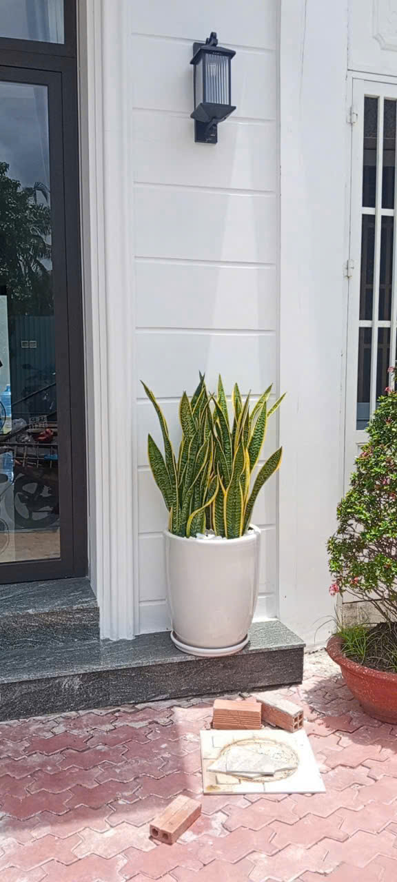 Cây lưỡi hổ khai tài cửa hàng – chậu sứ cao cấp – Mẫu 104