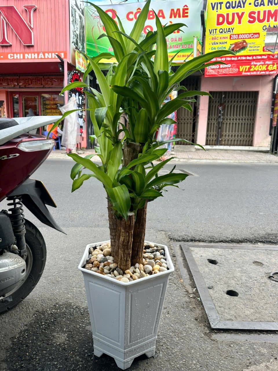 Cây Phát Tài Bộ phong thủy tặng khai trương cửa hàng – Mẫu 105