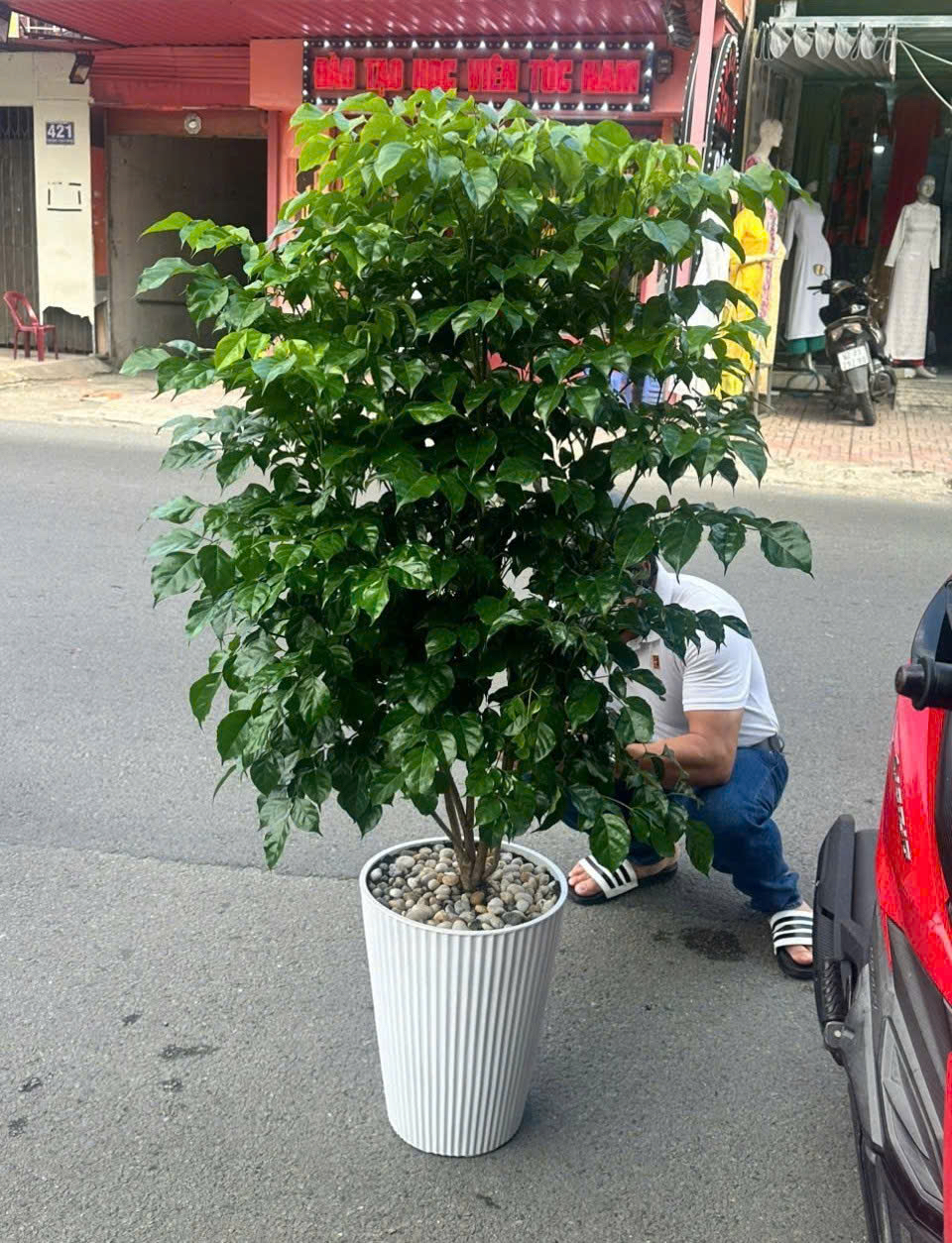 Cây Hạnh Phúc 1 tầng chậu nhựa trắng khai trương – Mẫu 106