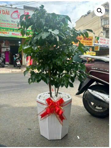Cây Hạnh Phúc 1 tầng chậu trắng tặng khai trương – Mẫu 107